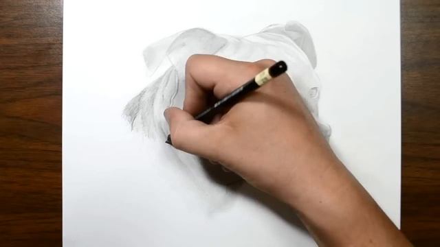 How to Draw a Dog - Pit Bull смотреть онлайн