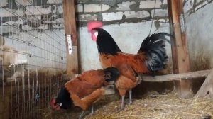 25 ФАКТОВ О КУРИЦАХ КОТОРЫХ ВЫ НЕ ЗНАИТЕ