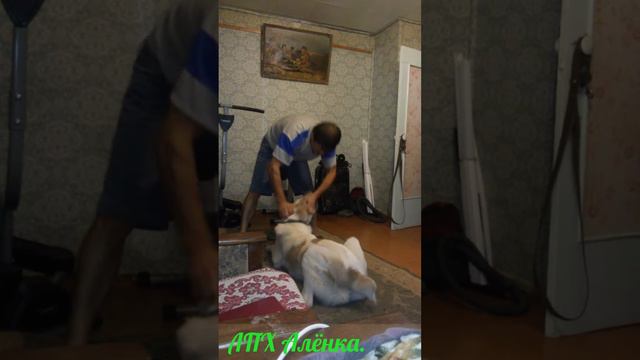 Волкодав. САО.Алабаи. Игры/ Запрещёный прием/ 29.10.2015г.Тарзану 9 месяцев. АРХИВ смотреть онлайн