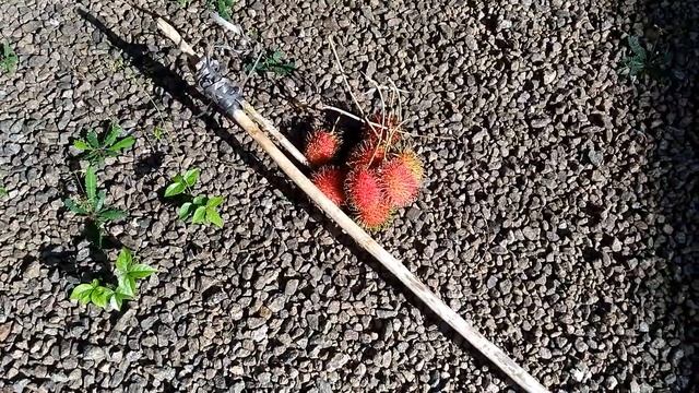 RAMBUTAN | TROPICAL FRUIT | FRUIT OF MALAYSIA | KERALA | INDIA | GO TROPICAL смотреть онлайн