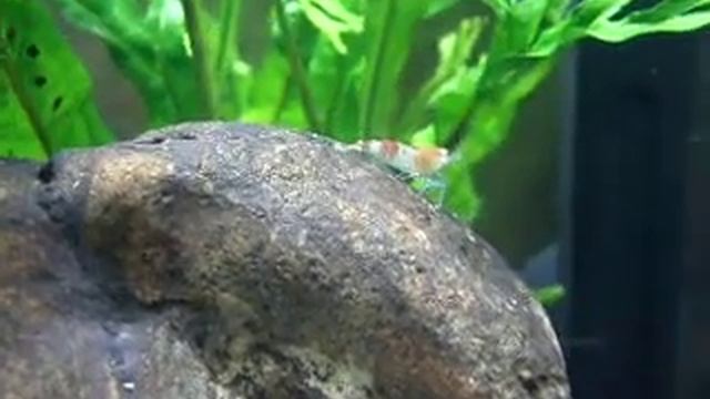 Krevetky Red Crystal смотреть онлайн