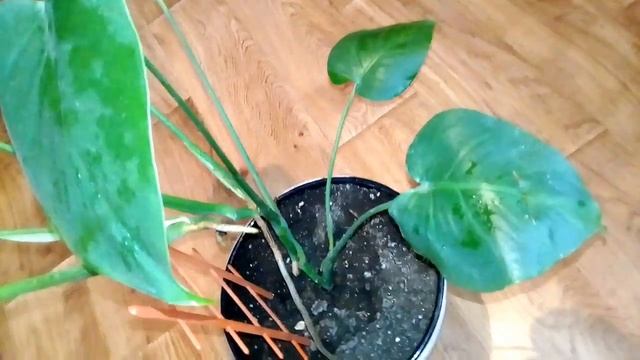 Монстера. Уход в домашних условиях. смотреть онлайн