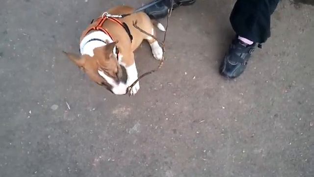 Миниатюрный бультерьер Марсэль (первая прогулка) смотреть онлайн