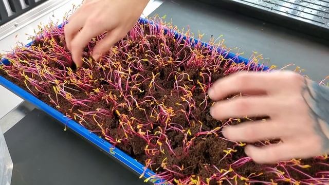 How to Grow Swiss Chard Microgreens - Full Walkthrough with TIPS & TRICKS - On The Grow смотреть онлайн