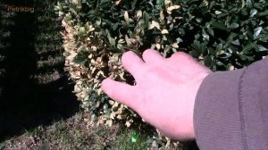 Почему пожелтели листья самшита ранней весной