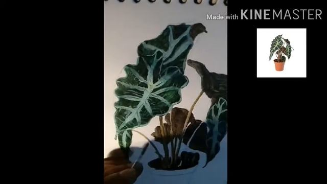 Study of Alocasia Amazonica смотреть онлайн