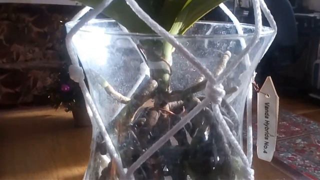 13) Орхидея Ванда, мой уход... смотреть онлайн