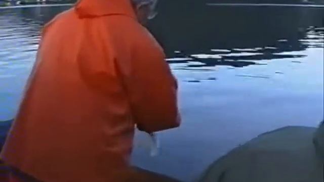 Makrele  *  Scomber Scombrus