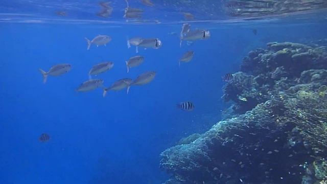 скумбрии и длинношипые рыбы-ежи смотреть онлайн