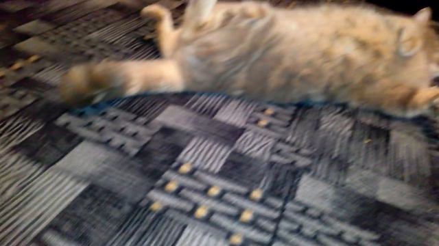 Милый Котенок смотреть онлайн