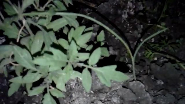 Кто кушает рассаду в теплице и как бороться смотреть онлайн