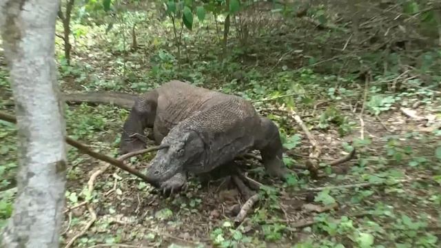 Драконы с Острова Комодо подобрались слишком близко смотреть онлайн