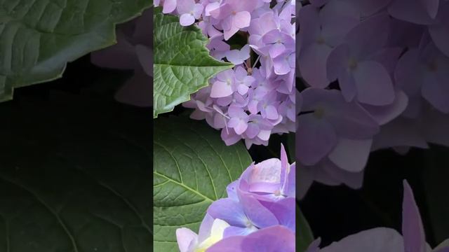 Endless Summer Hydrangea #endlesssummer #hudrangea #rose #davidaustinroses #davidaustin #garden смотреть онлайн