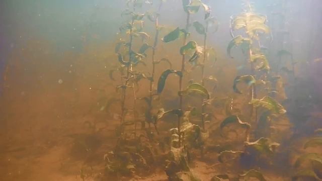 Собираем раков  Подводная охота на раков Как  собрать раков