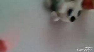 Как сделать котенка из пластилина