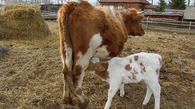 Чужой телёнок под коровой (продолжение)// Милка подобрела смотреть онлайн