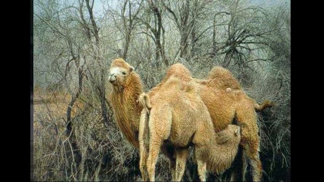 Кто звонил? Я раскрываю мистику!