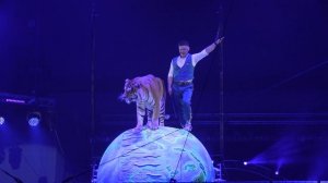 На арене Владивостокского цирка состоялась премьера программы «Тигры на земле и в воздухе»