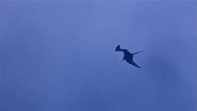 Movies Bollywood || Hollywood Movie Blue Lagoon Hindi Dubbed To Get  1000 Cashback Read Description