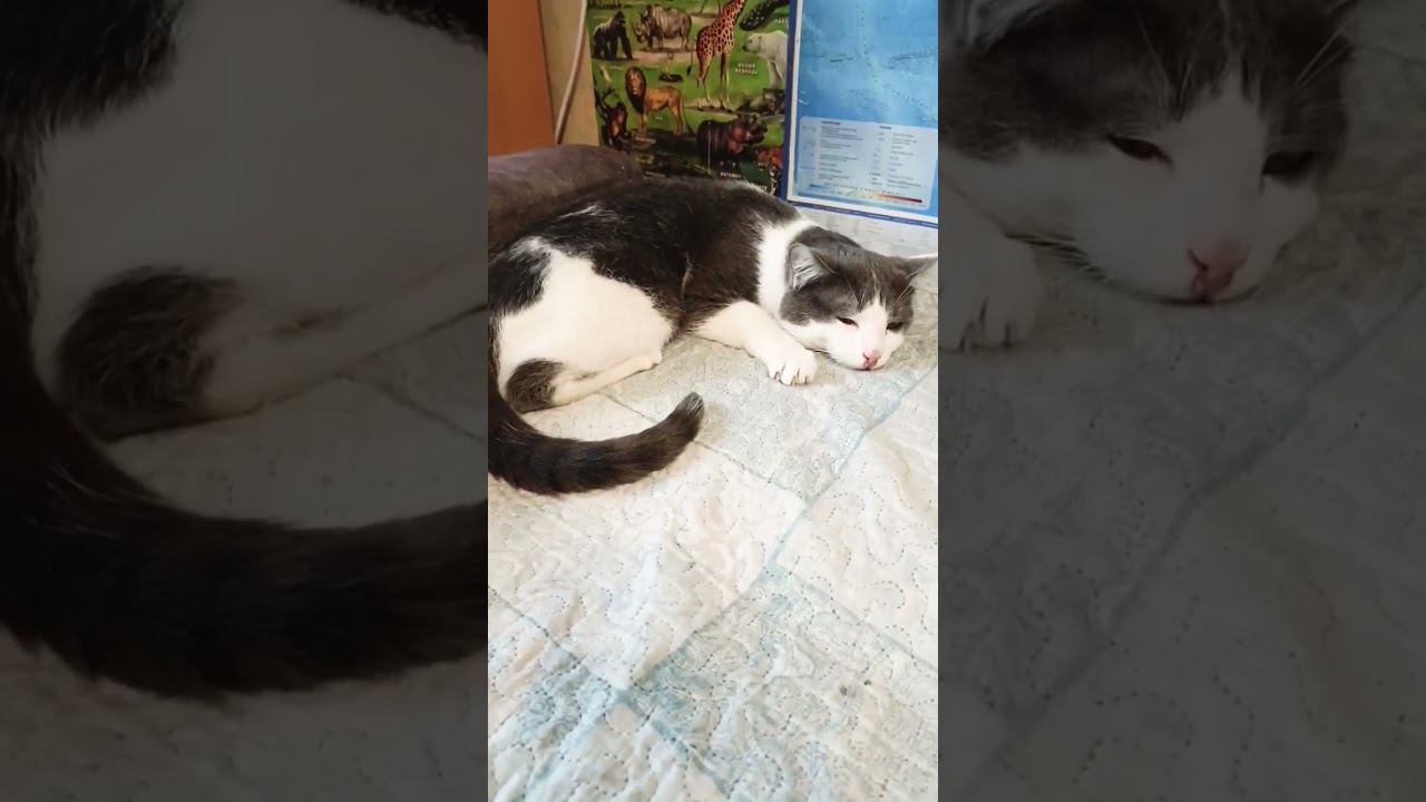 Мурзик влюбился в Мурку. #кот #мурзик #любовь #питомец #лайк #осень смотреть онлайн