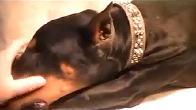 Doberman Pinscher Review = The Best Breed of medium size dog = Doberman #1 Large Breed in the world смотреть онлайн