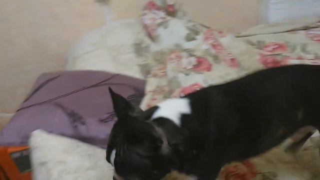 Бостон терьер Мэд играет с мячиком