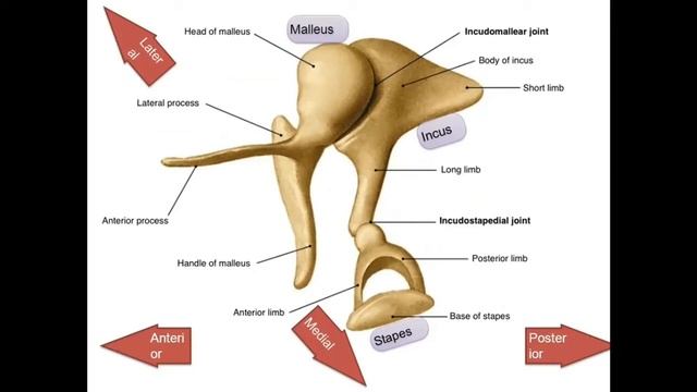 O'rta quloq_Ўрта қулоқ Иброхимова Л.И смотреть онлайн