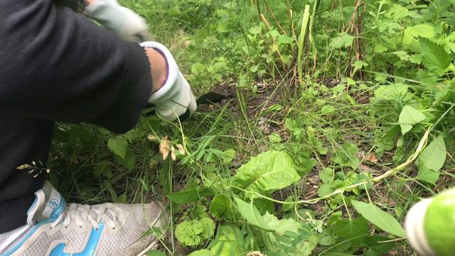 День-тюлень на даче. Обед в заброшке. Кормим огурцы и петунию смотреть онлайн