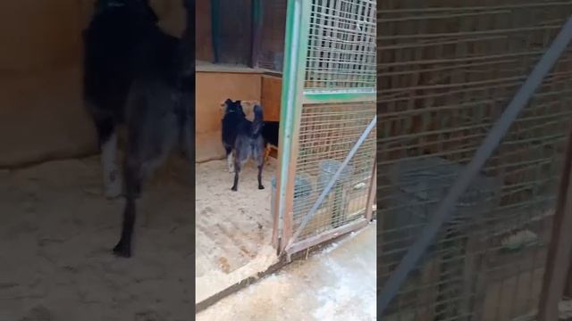 Как помирить собак. смотреть онлайн