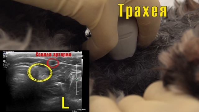 Техника УЗИ щитовидной железы у собаки в положении лежа на спине смотреть онлайн