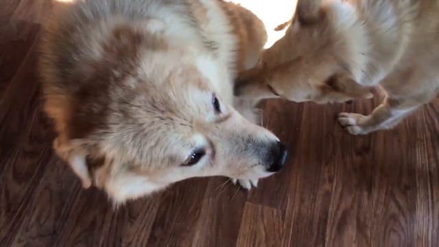 Солнечные собаки смотреть онлайн