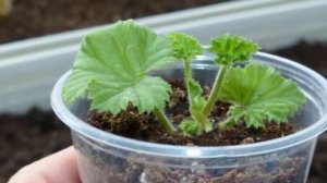 Секреты и способы размножения Герани (Пеларгонии).