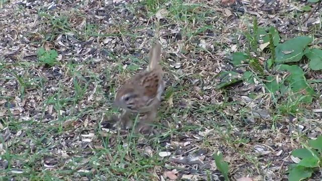 Dancing Sparrow (Canon PowerShot SX20 IS test) смотреть онлайн
