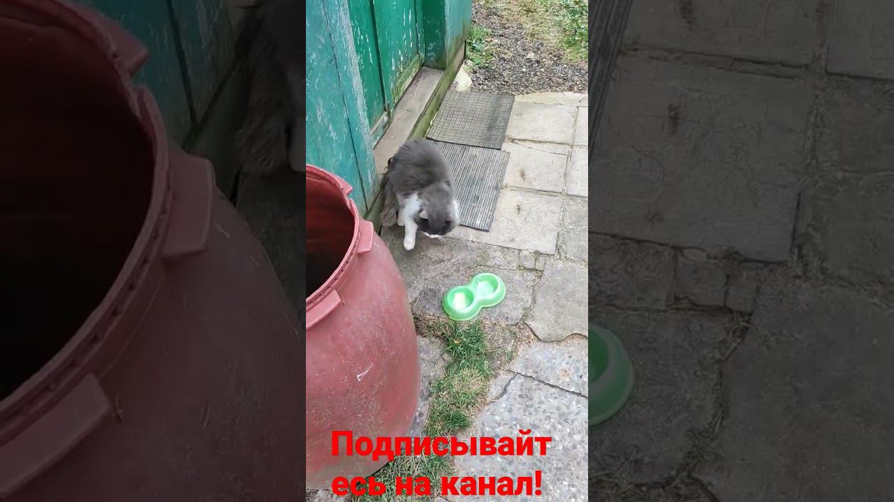 Барсик! смотреть онлайн