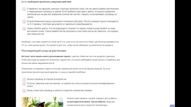 Пересадка эухариса в домашних условиях: как это правильно делать, чтобы не причинить растению вреда смотреть онлайн