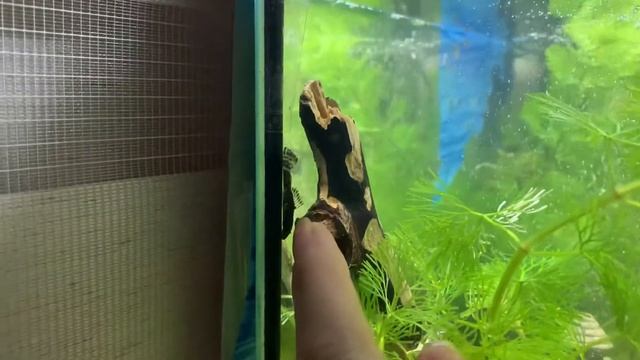 Аквариум с нуля, все что нужно знать начинающему аквариумисту смотреть онлайн