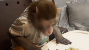 Ягодки для малышей /домашние обезьянки  #monkey #обезьяна #macaque #capuchinmonkey #макака