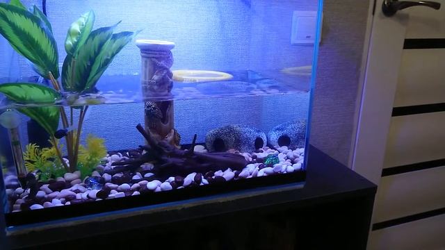 Акватеррариум для Иглистых тритонов, коротко и просто смотреть онлайн