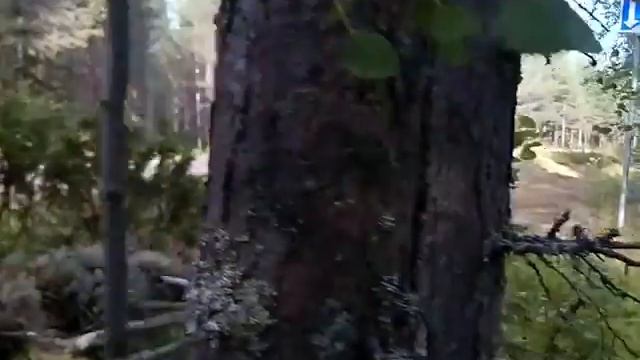 Как напугать людей в лесу смотреть онлайн