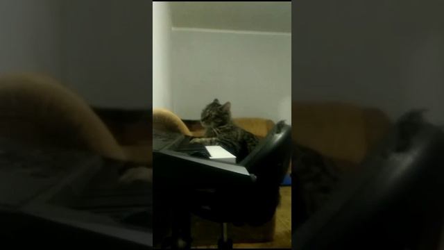 Подпишись#тишка#поставьлайкподпишись