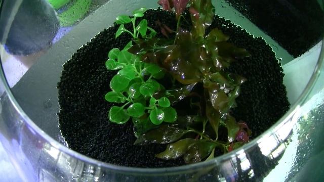 АквариумАрт. Круглый аквариум для креветок смотреть онлайн