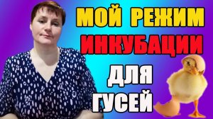 Режим инкубации для гусиных яиц.