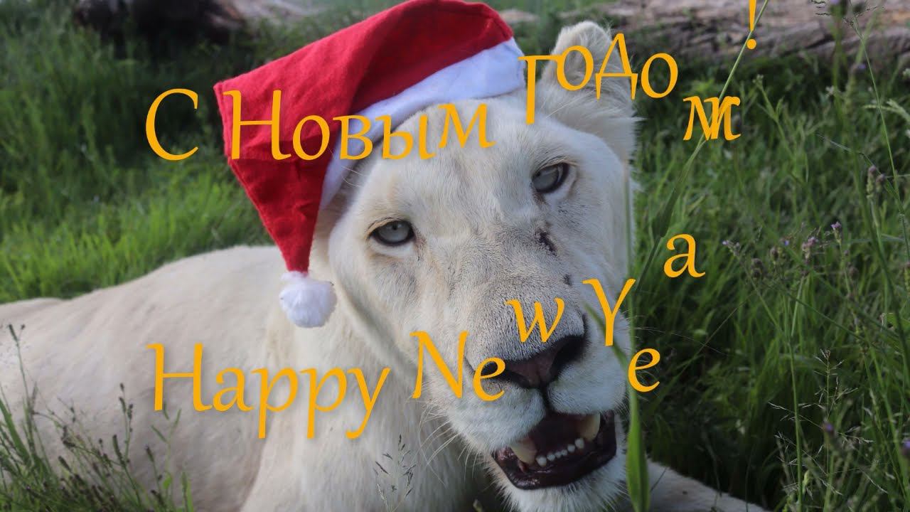 Новый год 2022 у белых львов. смотреть онлайн