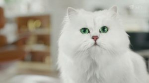 Purina Gourmet - Реклама