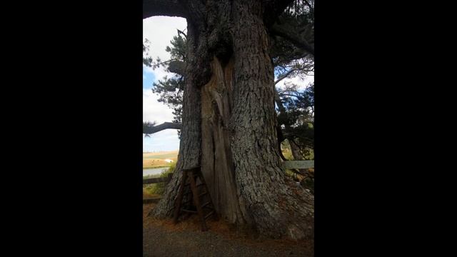 Новая Зеландия - Поездка в Матамату (Хоббитон) смотреть онлайн