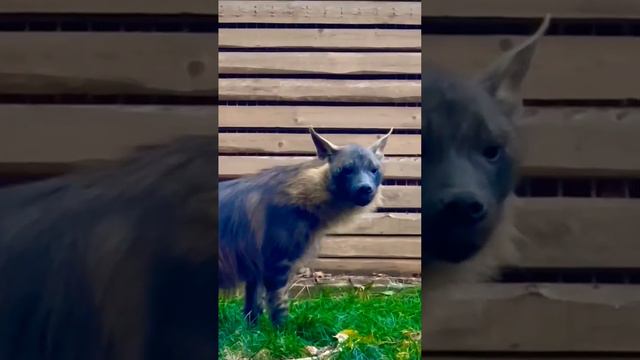 Гиена Московский зоопарк 🐶👀🔥👍Hyena Moscow Zoo🐶👀🔥👍 смотреть онлайн