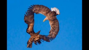 Музыка для Релакса #1 Релакс - Полёт орла