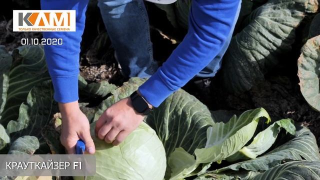 Обзор капусты Крауткайзер F1 смотреть онлайн