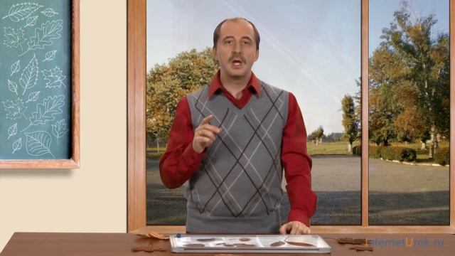 Внешнее строение листа. Видеоурок по биологии 6 класс смотреть онлайн