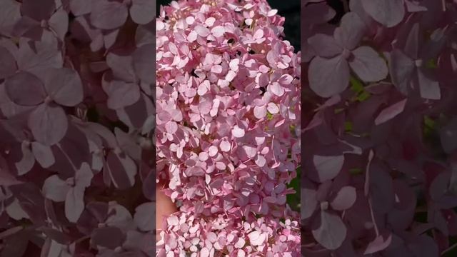 25 июня 2023 г. Садовые Растения в июне. смотреть онлайн